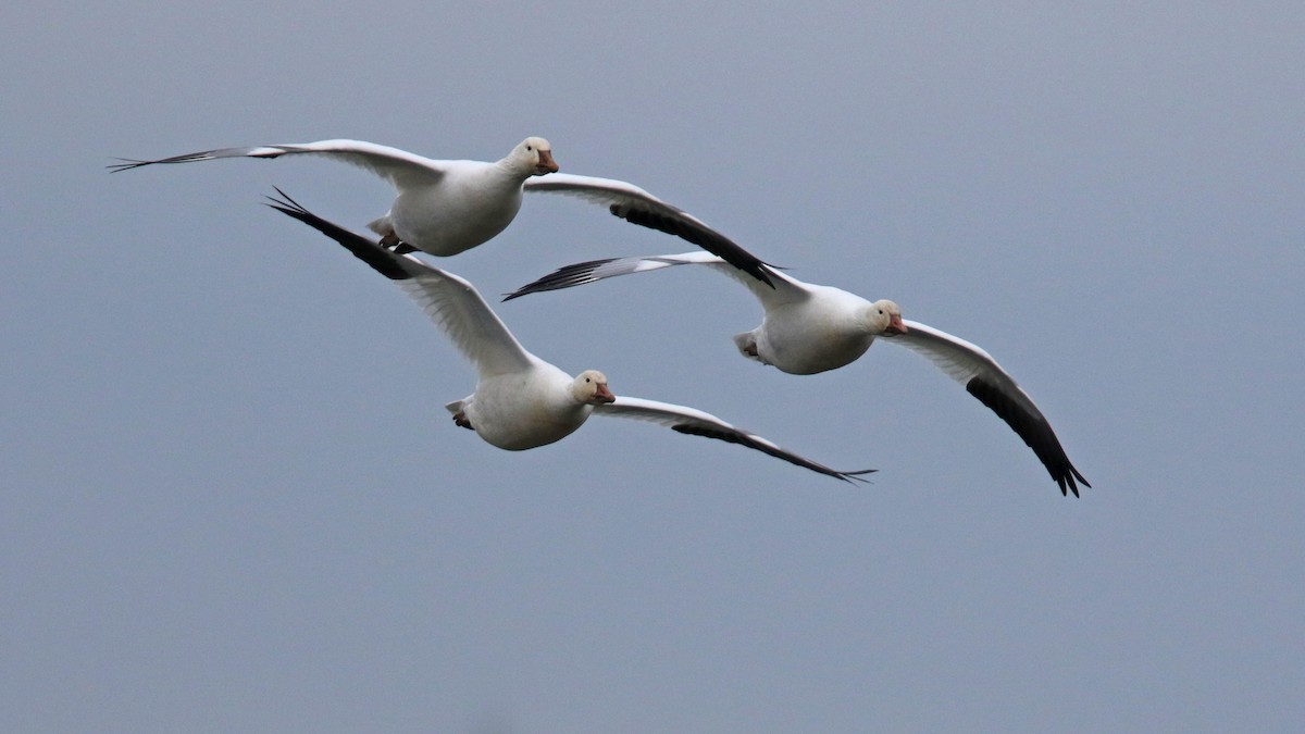 Snow Goose - ML21621011