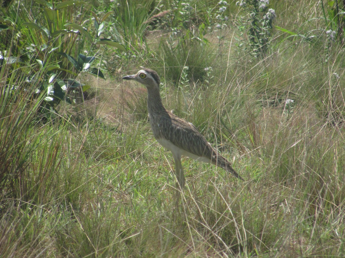 Double-striped Thick-knee - ML216210141