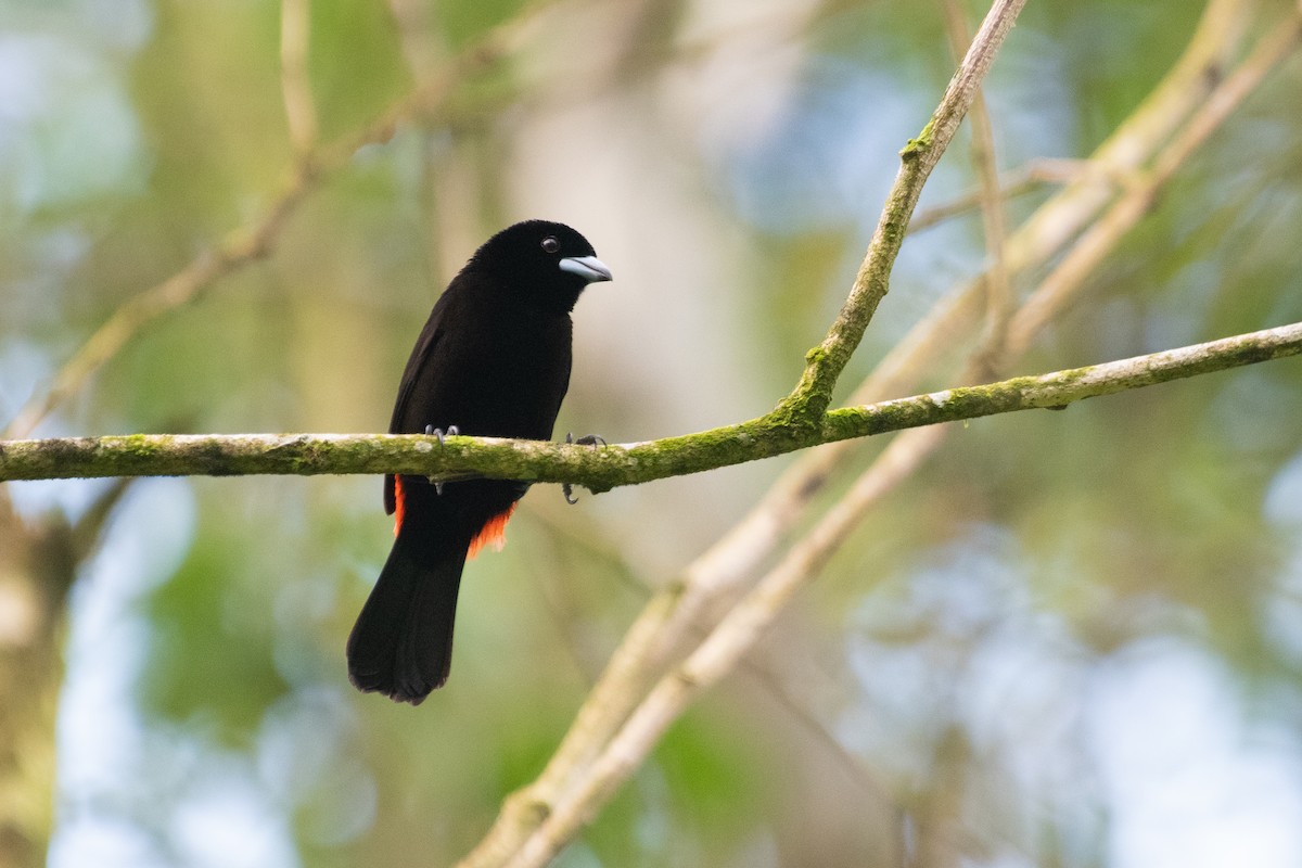 Scarlet-rumped Tanager - ML216210541