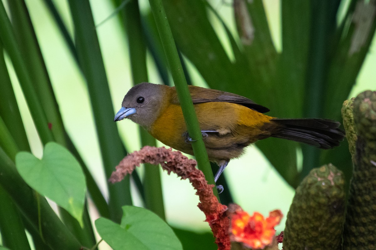 Scarlet-rumped Tanager - ML216210571