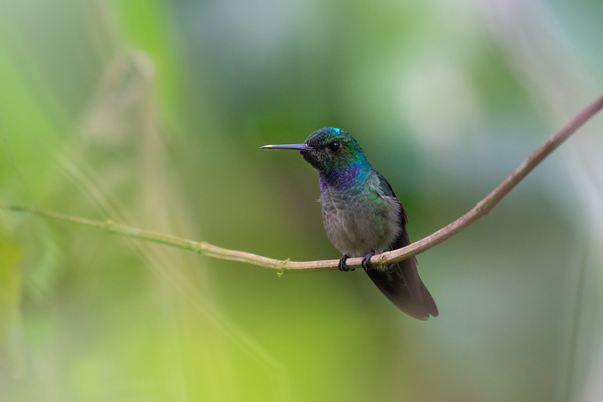 Blue-chested Hummingbird - ML216210861