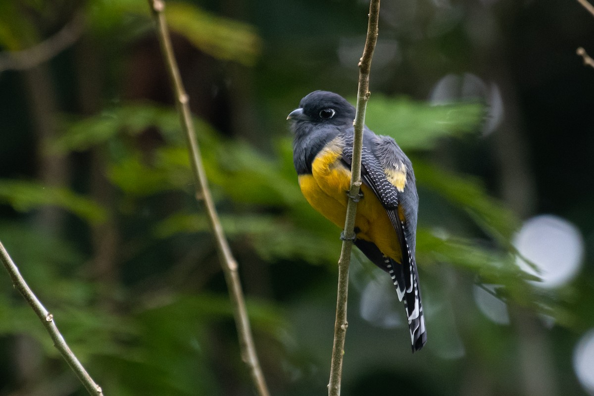 Gartered Trogon - ML216210921