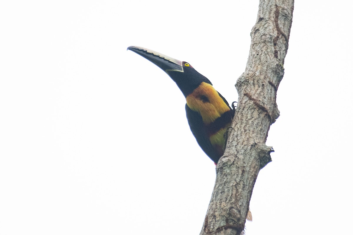 Collared Aracari - ML216210971