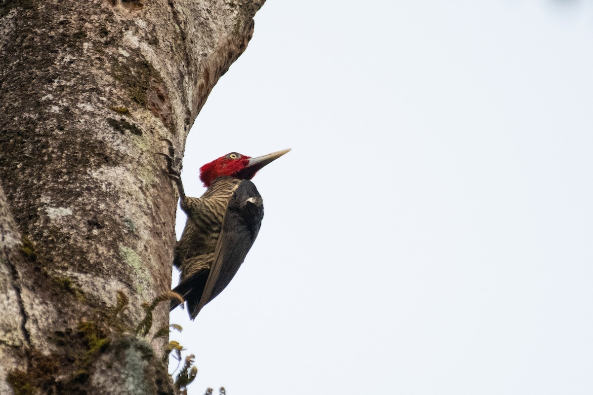 Pale-billed Woodpecker - ML216211381