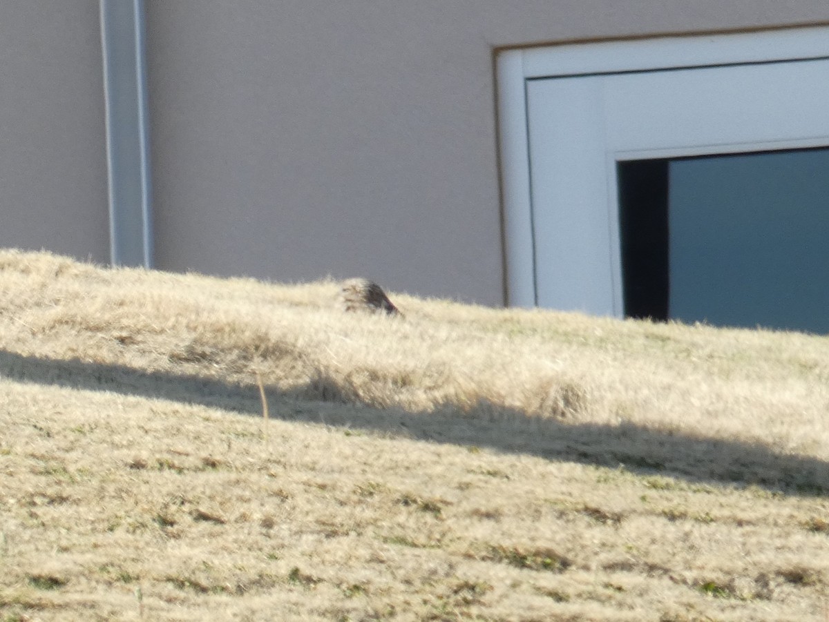Burrowing Owl - ML216211471