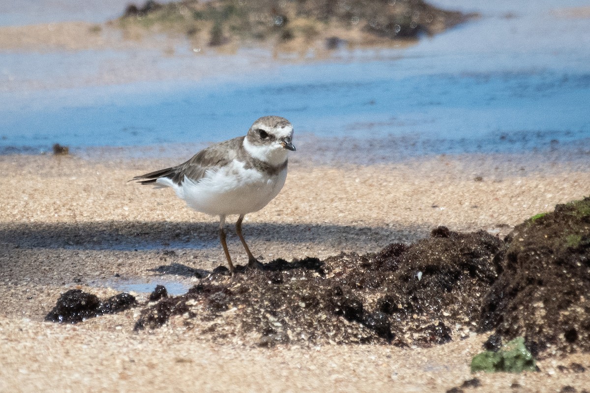 Semipalmated Plover - ML216211701