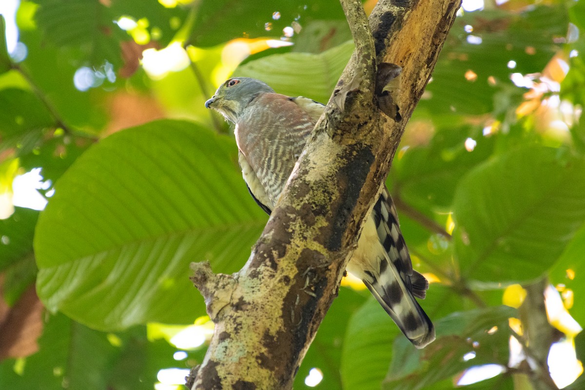 Double-toothed Kite - ML216211881