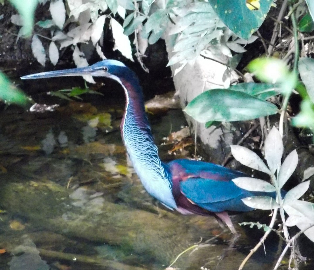 Agami Heron - ML216212041