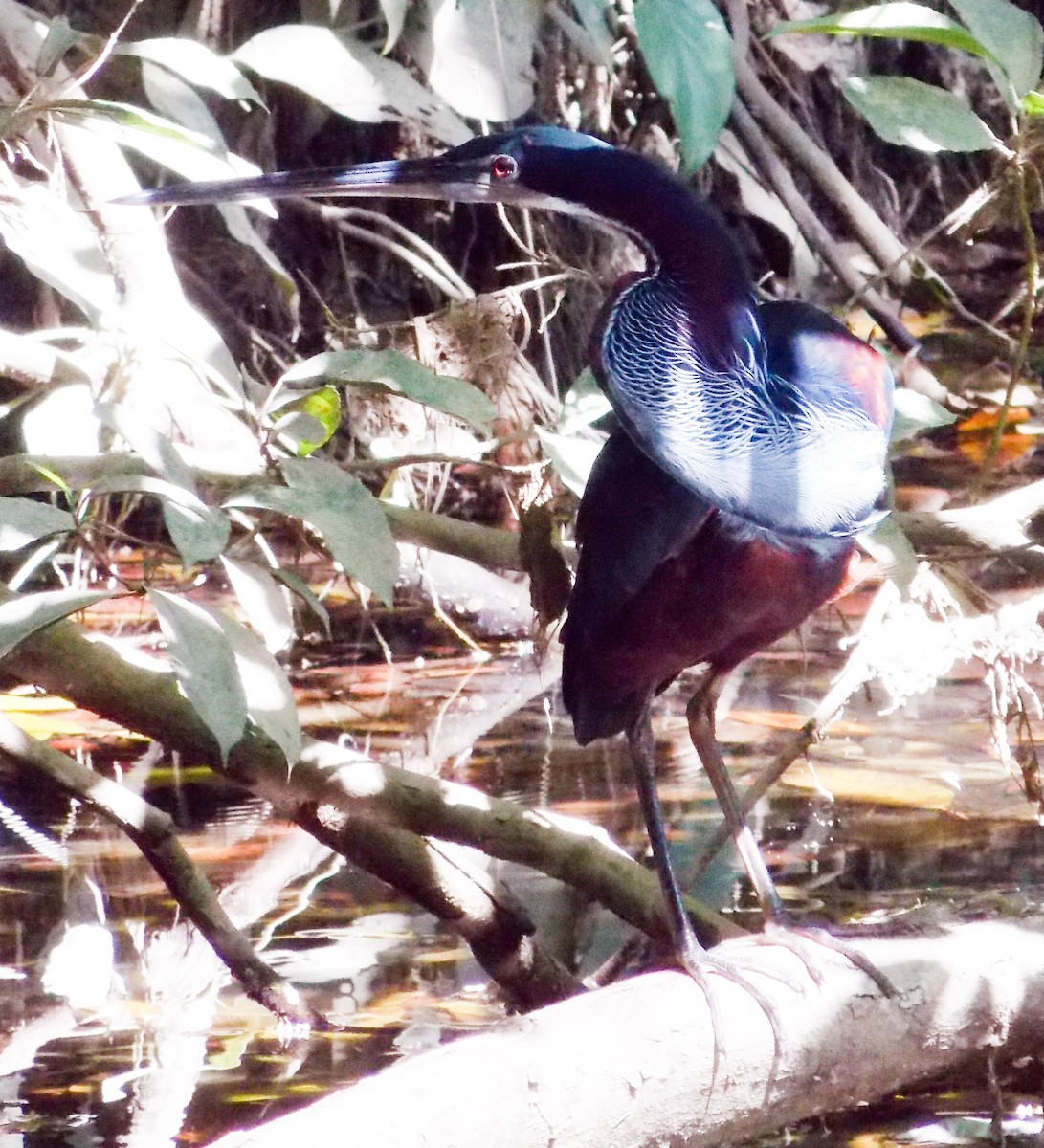 Agami Heron - ML216212061