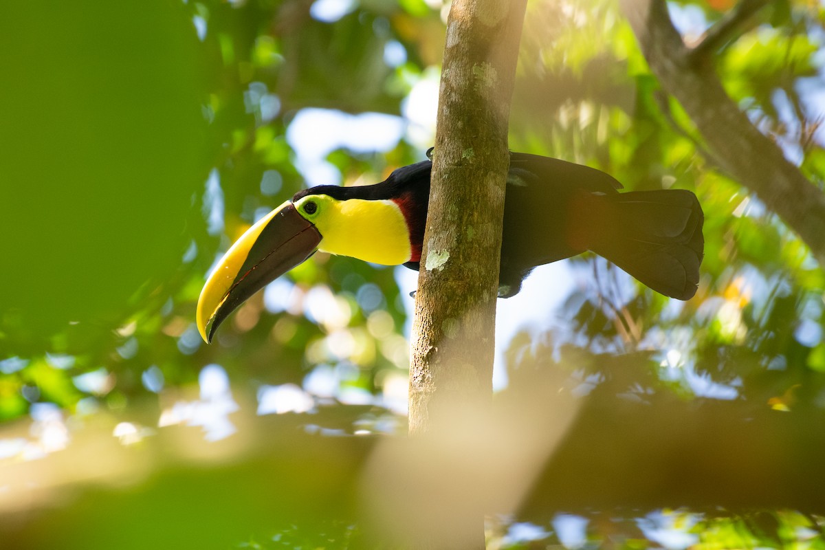 Yellow-throated Toucan - ML216212221