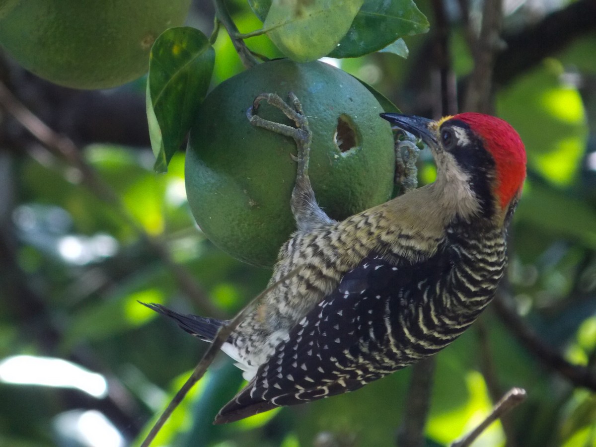 Black-cheeked Woodpecker - Victor Gamez