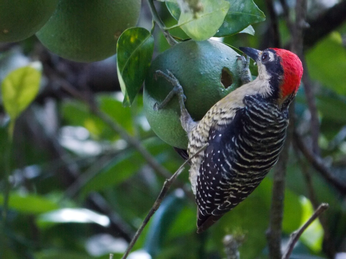 Black-cheeked Woodpecker - Victor Gamez