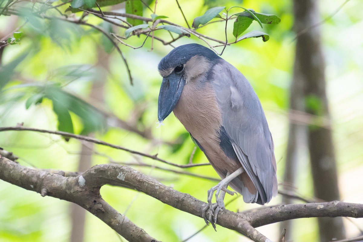 Boat-billed Heron - ML216213291