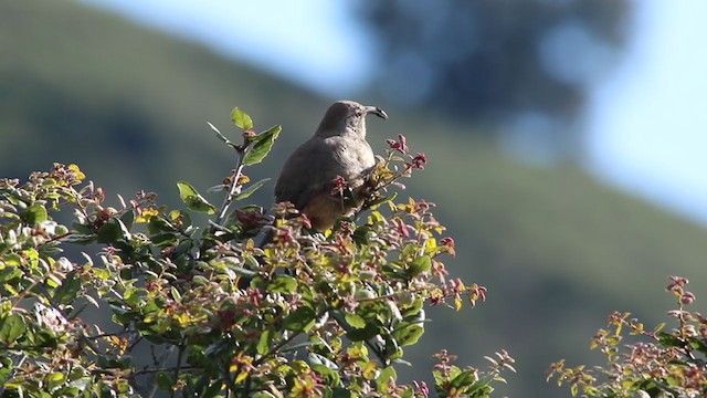 California Thrasher - ML216213671
