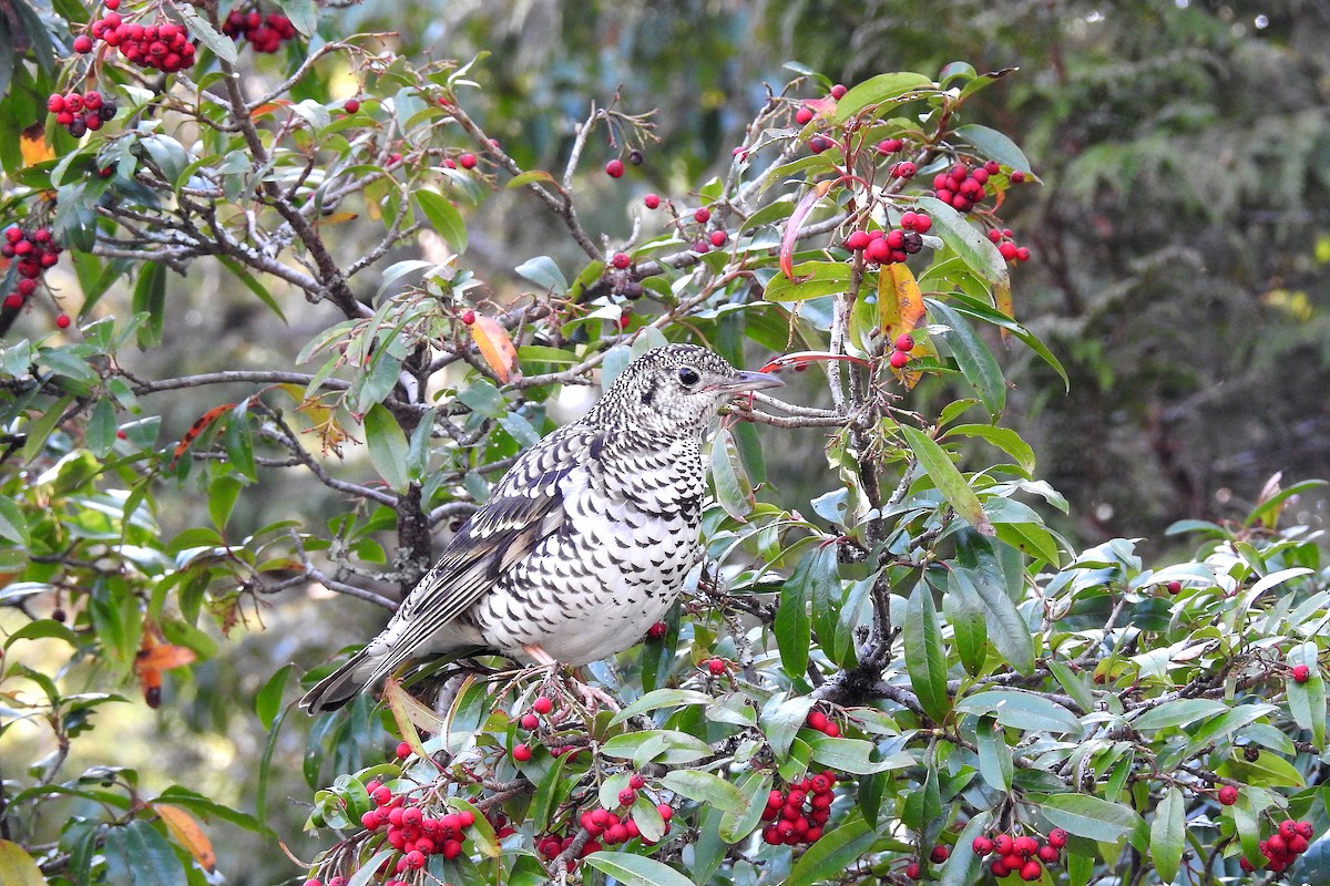 White's Thrush - ML216214791