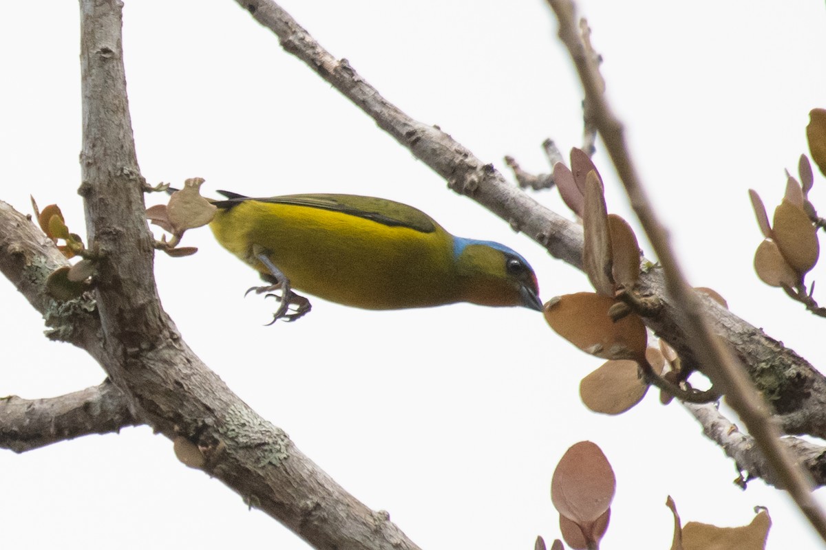 Elegant Euphonia - Adam Jackson