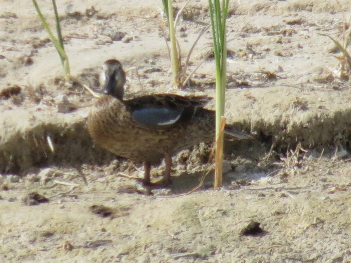 Cinnamon Teal - ML216215351