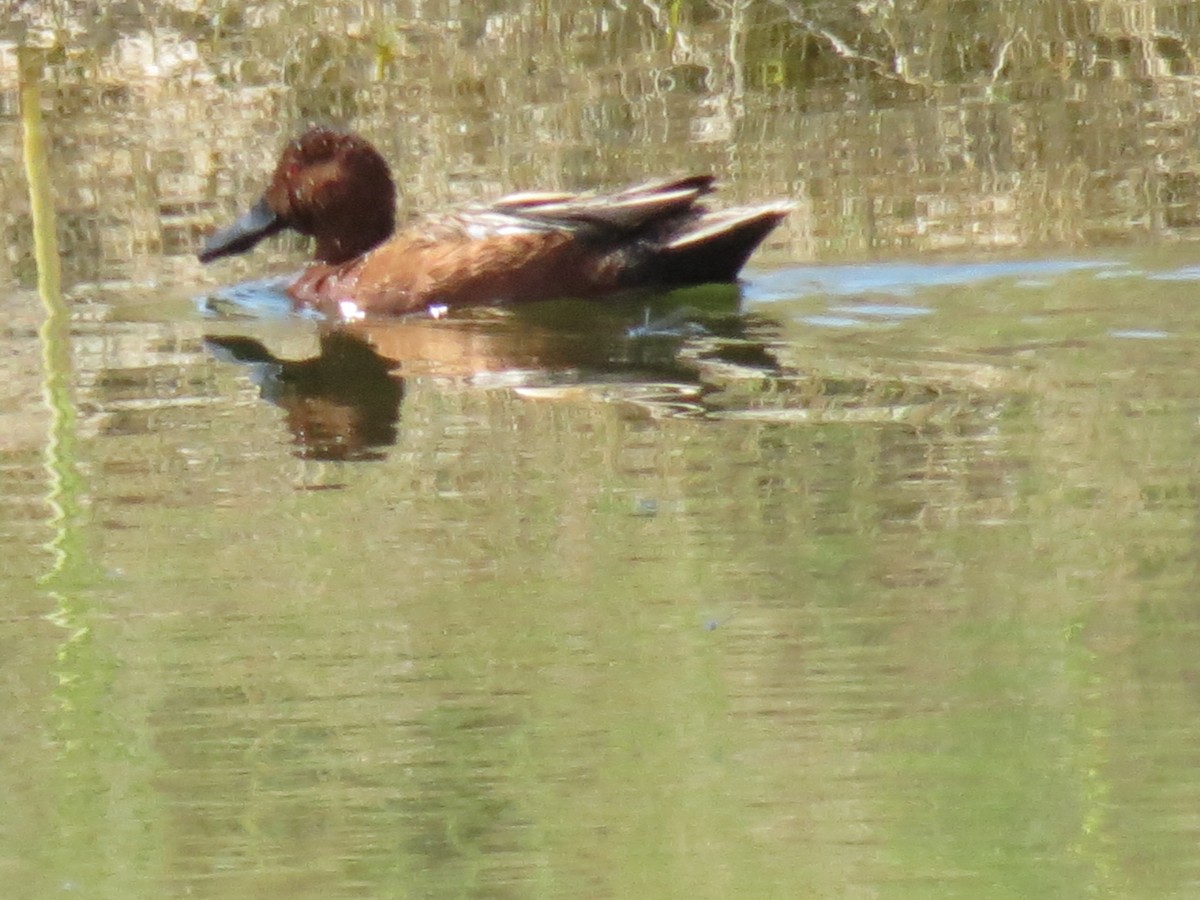 Cinnamon Teal - ML216215401