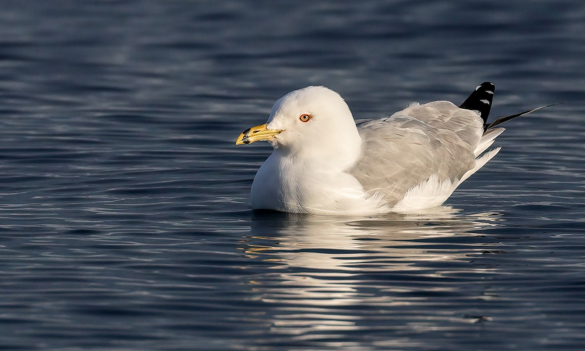 Ring-billed Gull - ML216215781