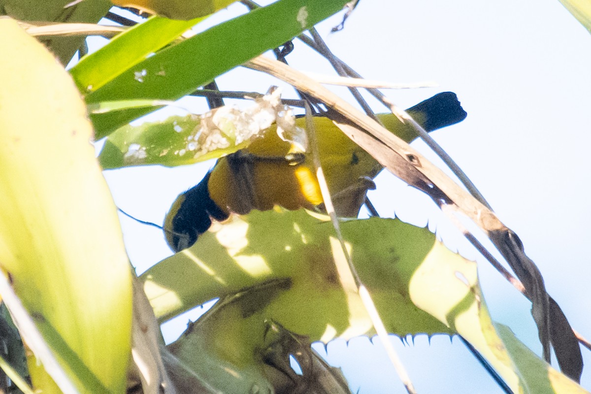 Yellow-crowned Euphonia - ML216215841