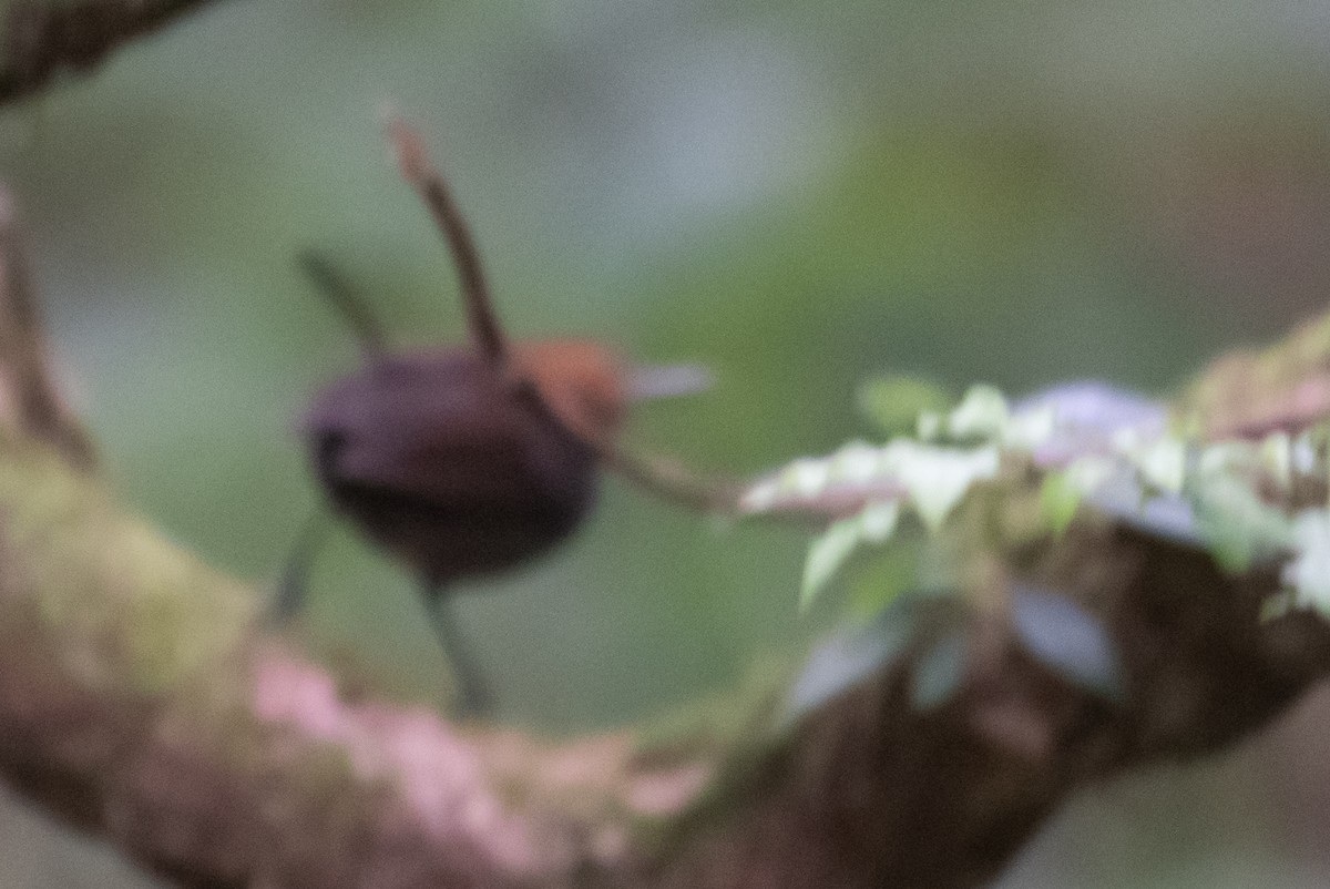 Long-billed Gnatwren - ML216215861