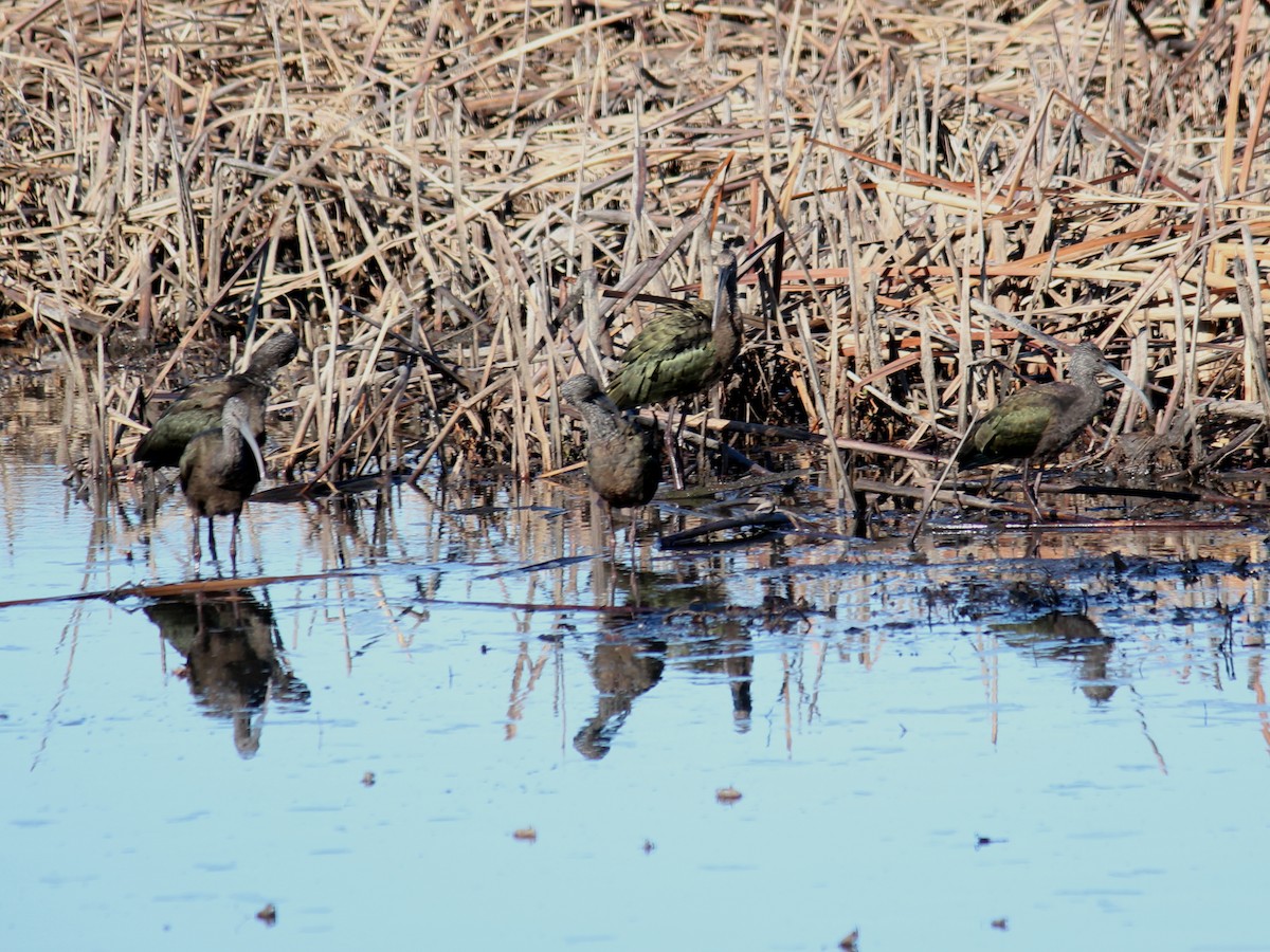 Glossy/White-faced Ibis - David Van Fleet