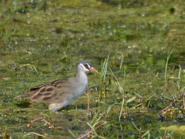 White-browed Crake - Choy Wai Mun