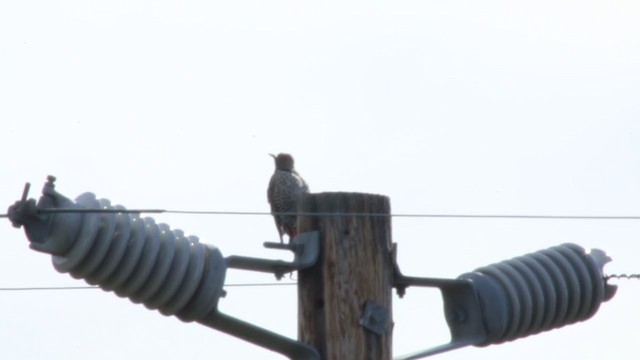 Northern Flicker (Red-shafted) - ML216220841