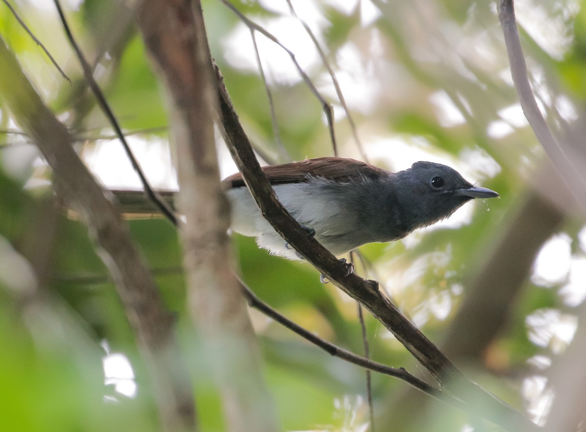 paradise-flycatcher sp. - ML216221081