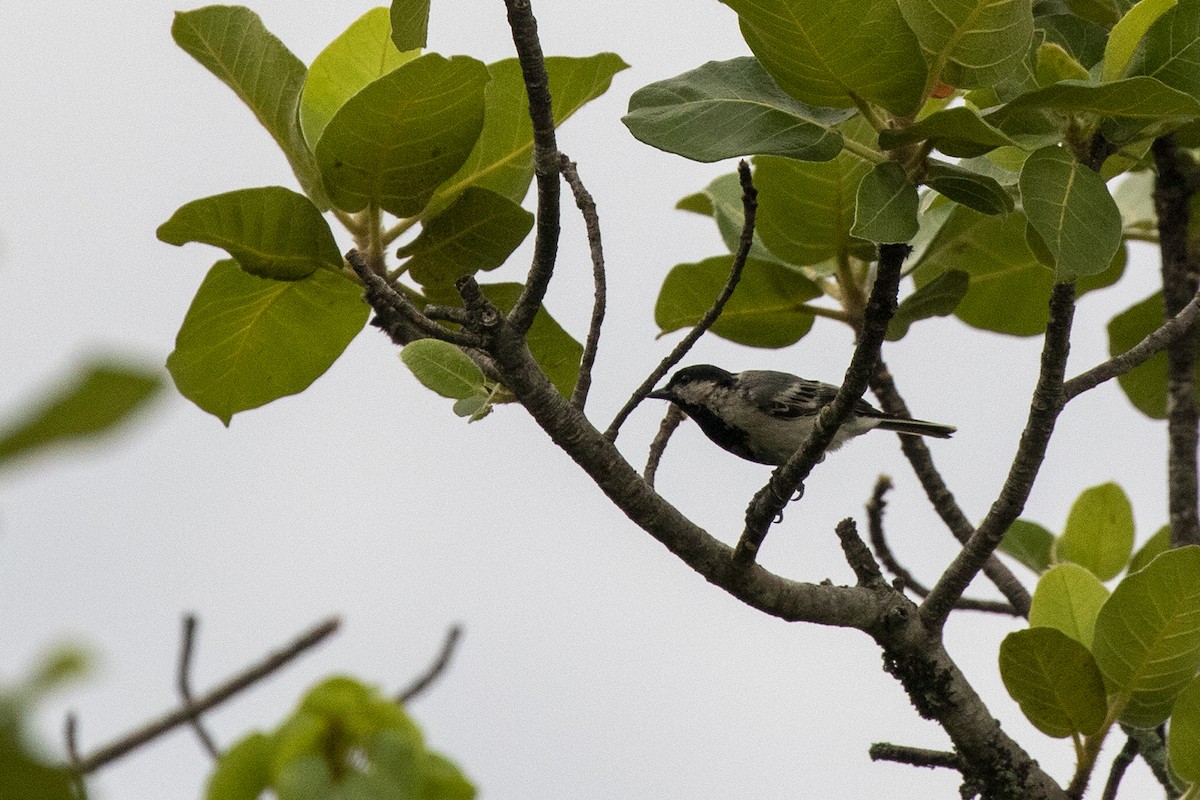 Miombo Tit - ML216221391