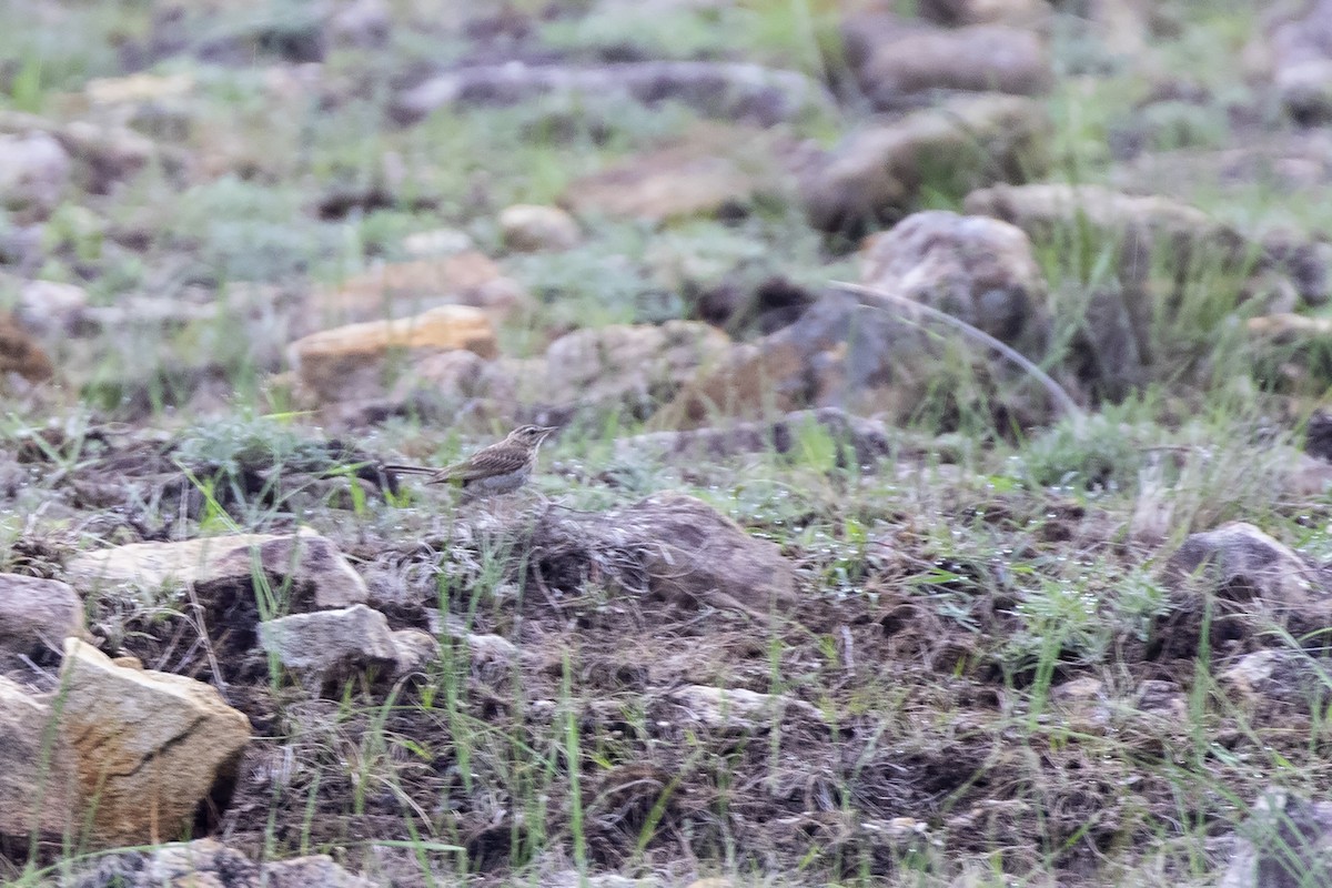 Woodland Pipit - ML216221431