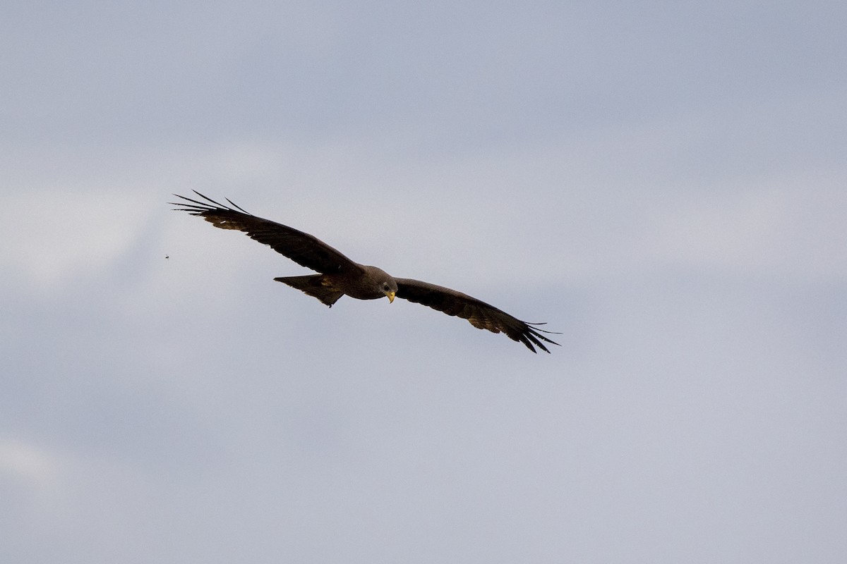 Black Kite (Yellow-billed) - ML216221441