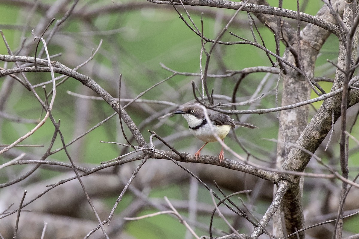 Bar-throated Apalis - ML216221461