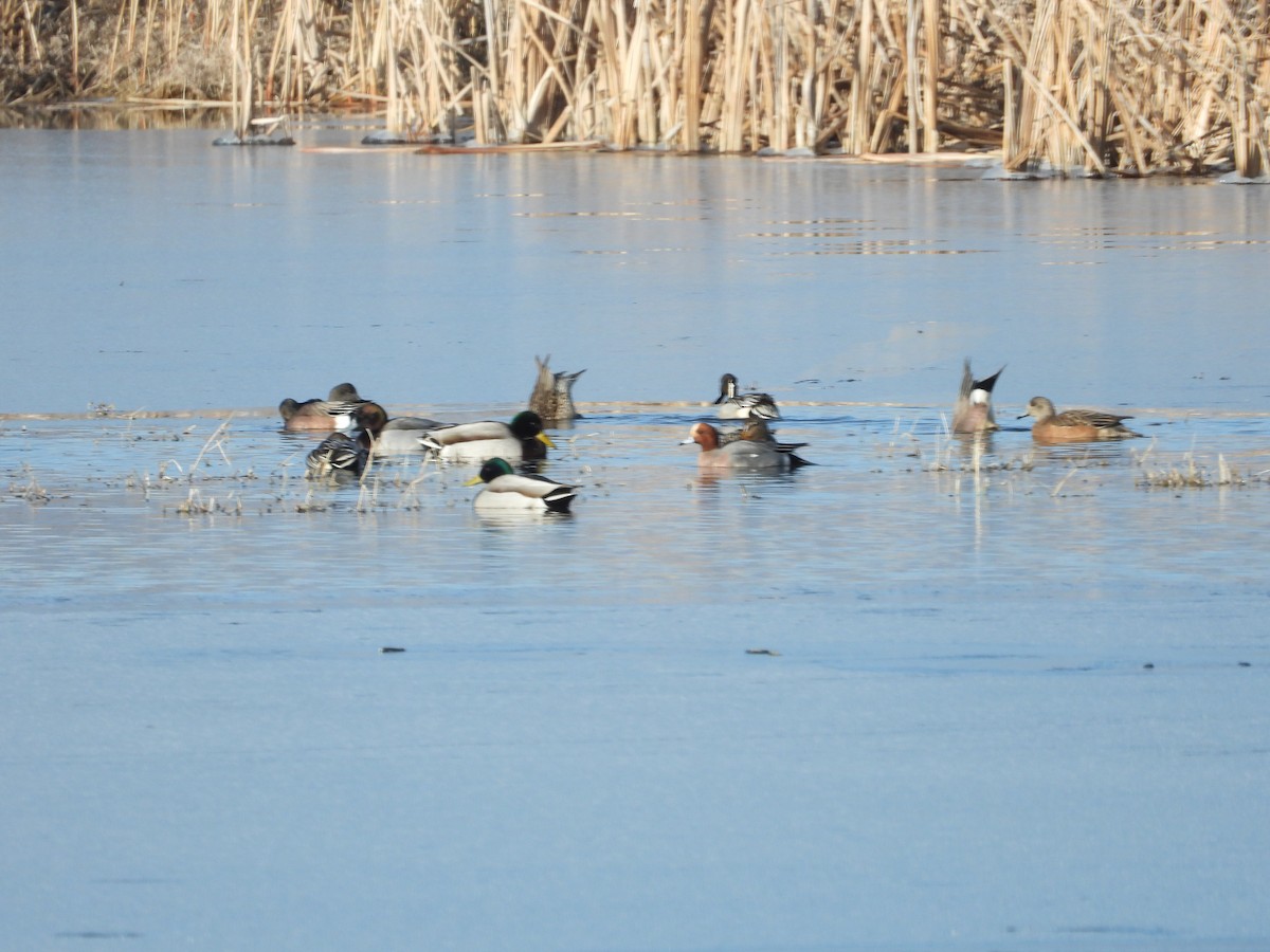 Fischione - ML216221921