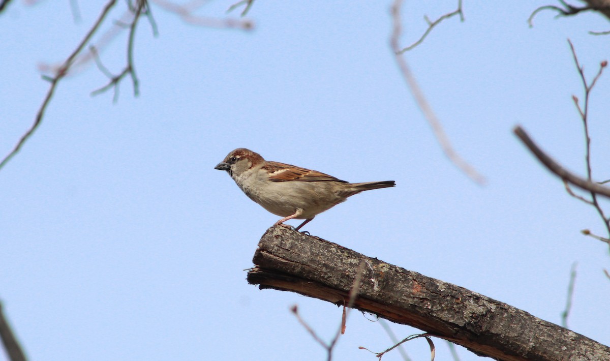 House Sparrow - ML216221951