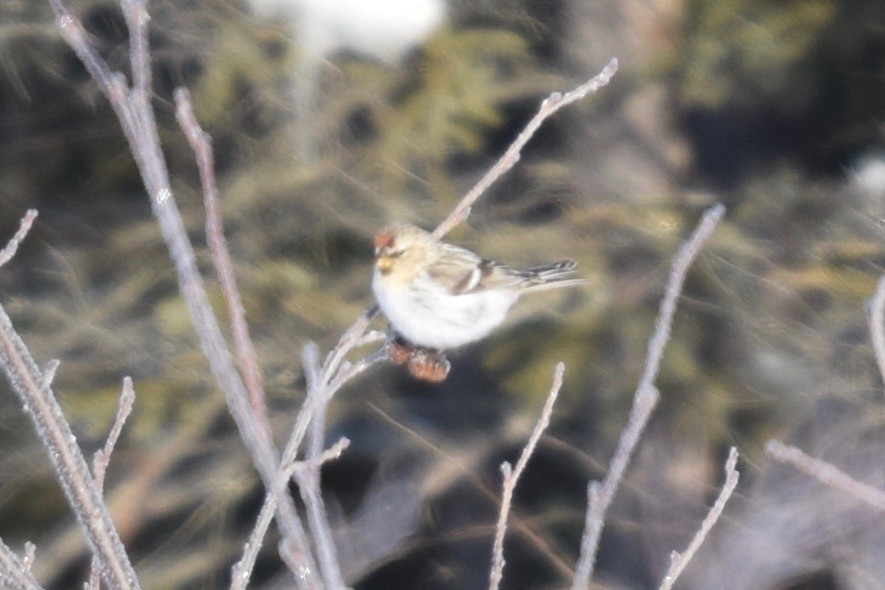 Hoary Redpoll (exilipes) - ML216223771