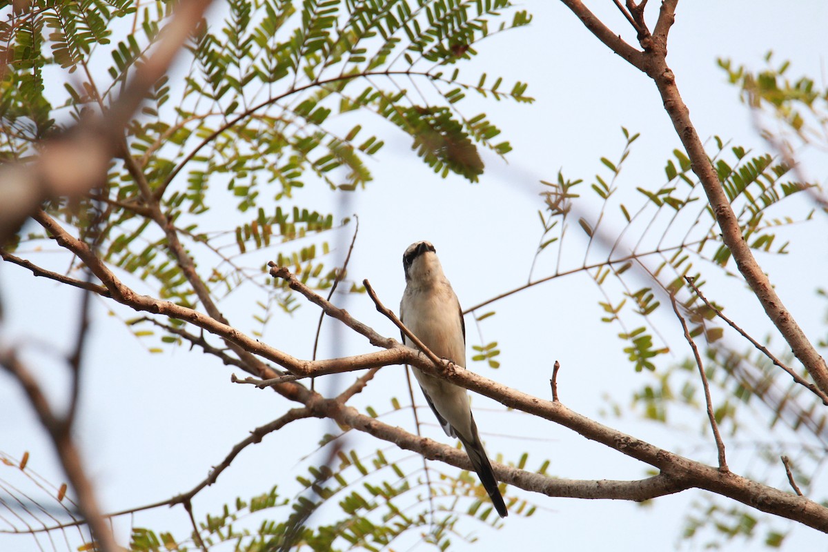 Ashy Minivet - ML216224211