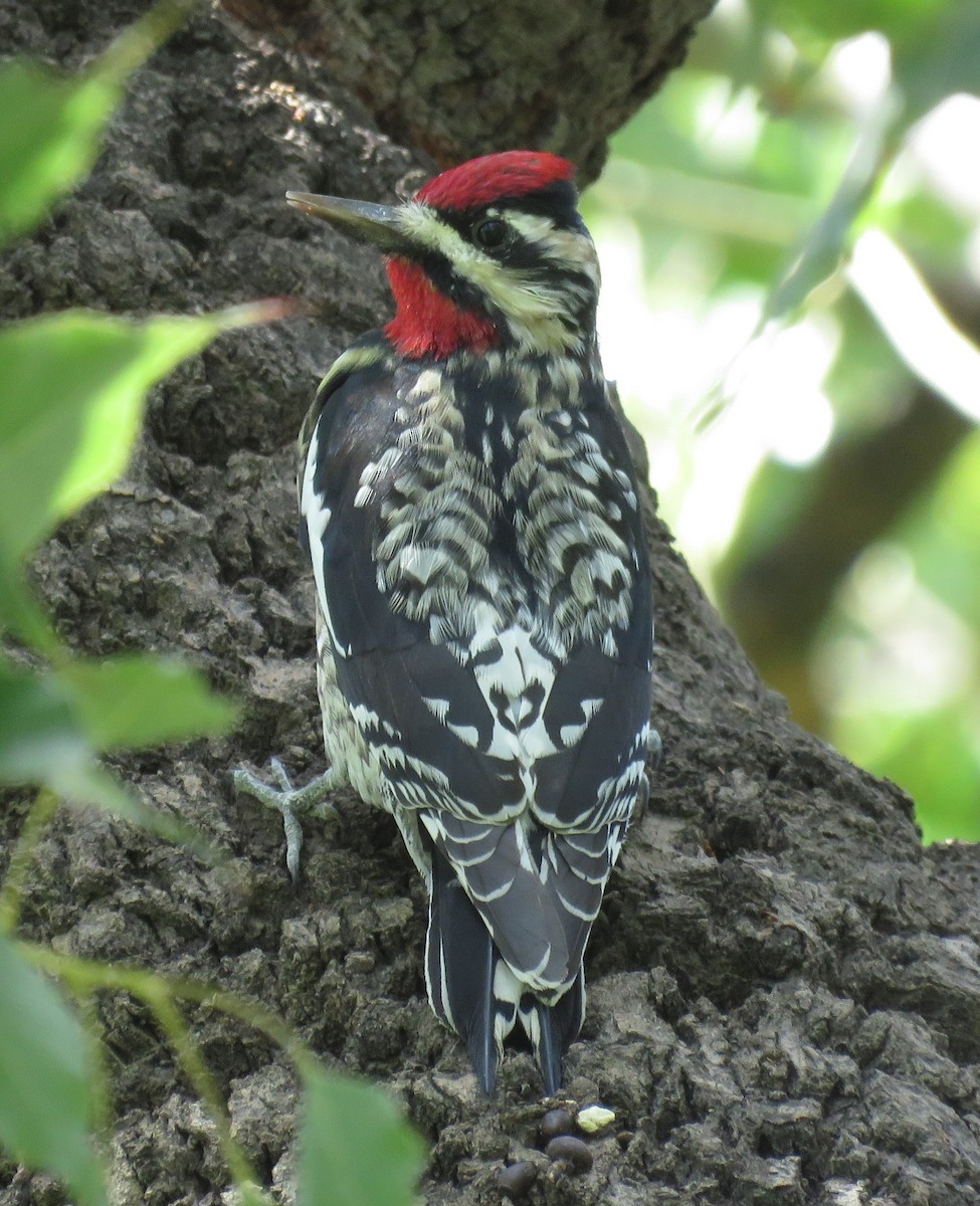 Yellow-bellied Sapsucker - ML216224431