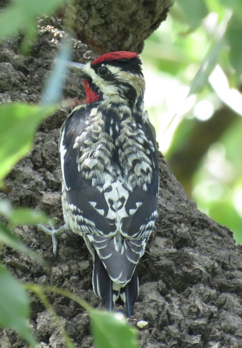 Yellow-bellied Sapsucker - Noah Arthur