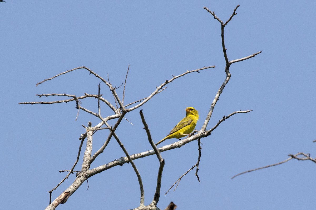 Brimstone Canary - ML216225201