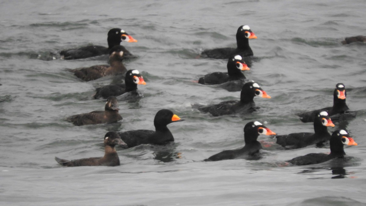 Black Scoter - ML216226281