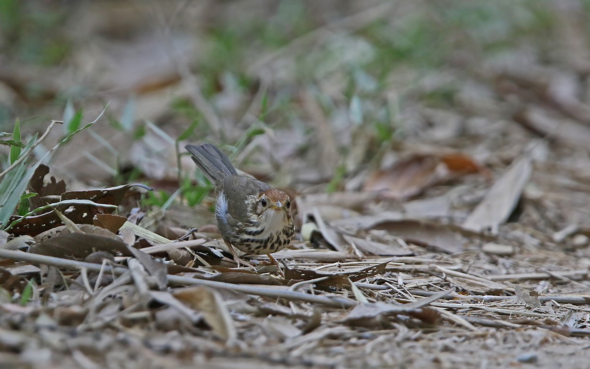 Puff-throated Babbler - ML216226491