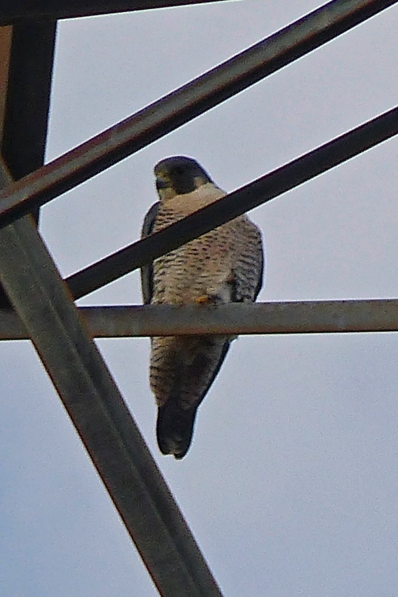 Peregrine Falcon - ML21622661