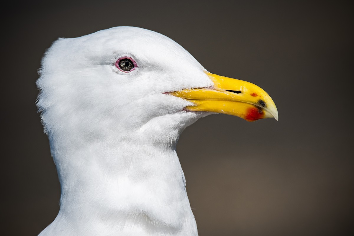 Glaucous-winged Gull - ML216226781