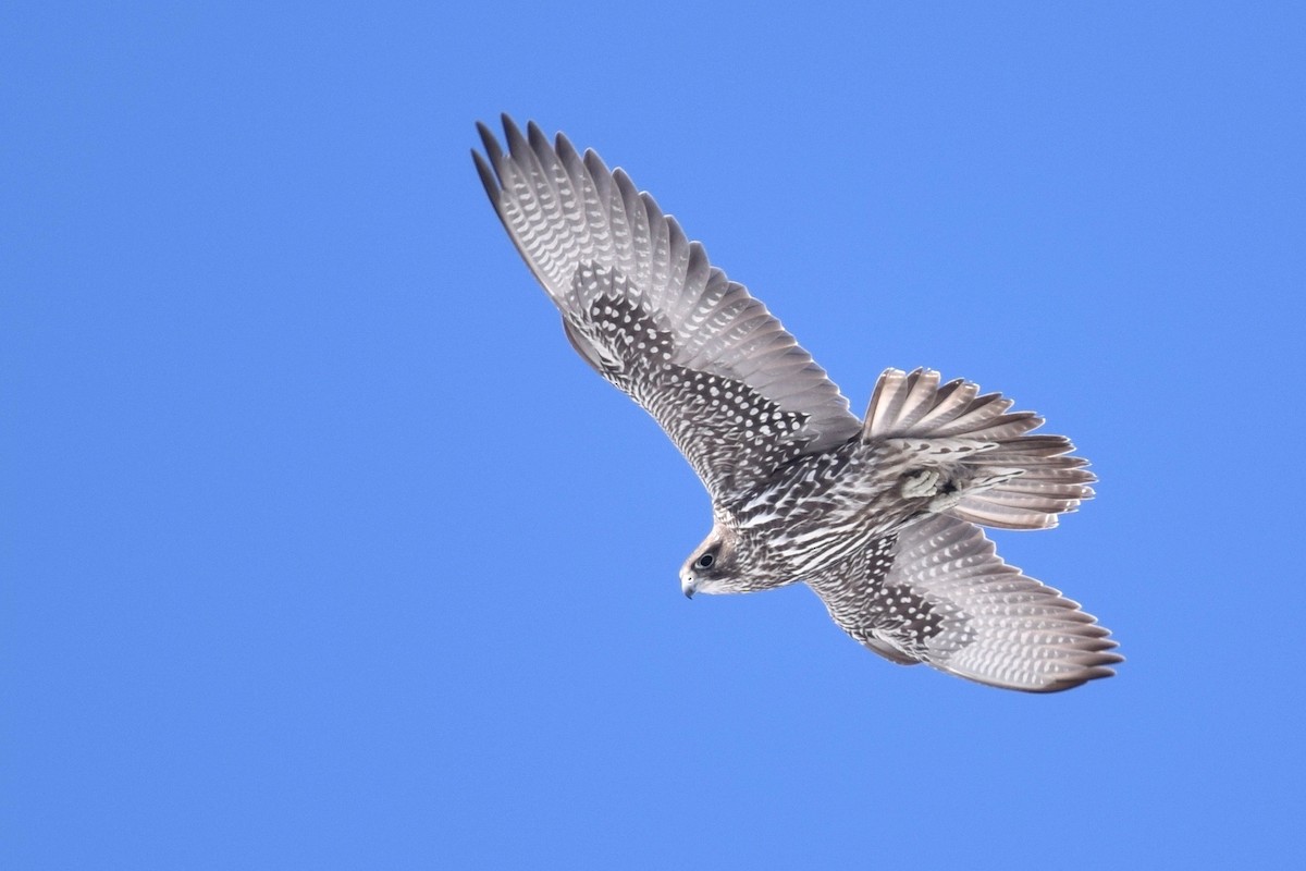 Gyrfalcon - ML216226951