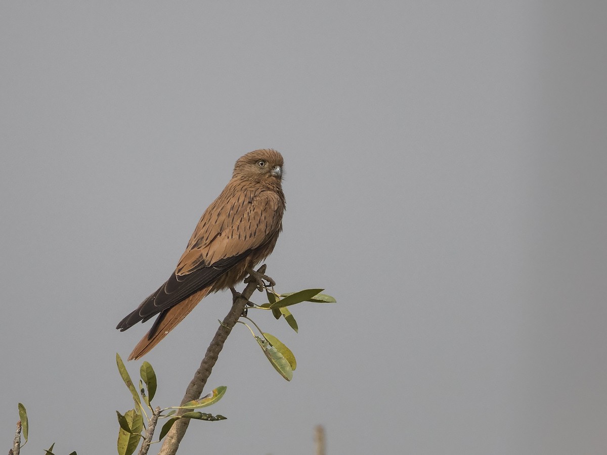 Fox Kestrel - ML216227811