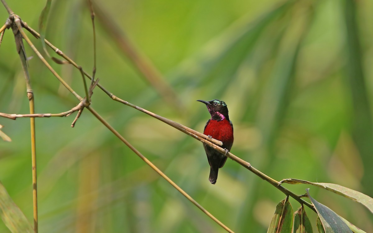 Van Hasselt's Sunbird - Christoph Moning