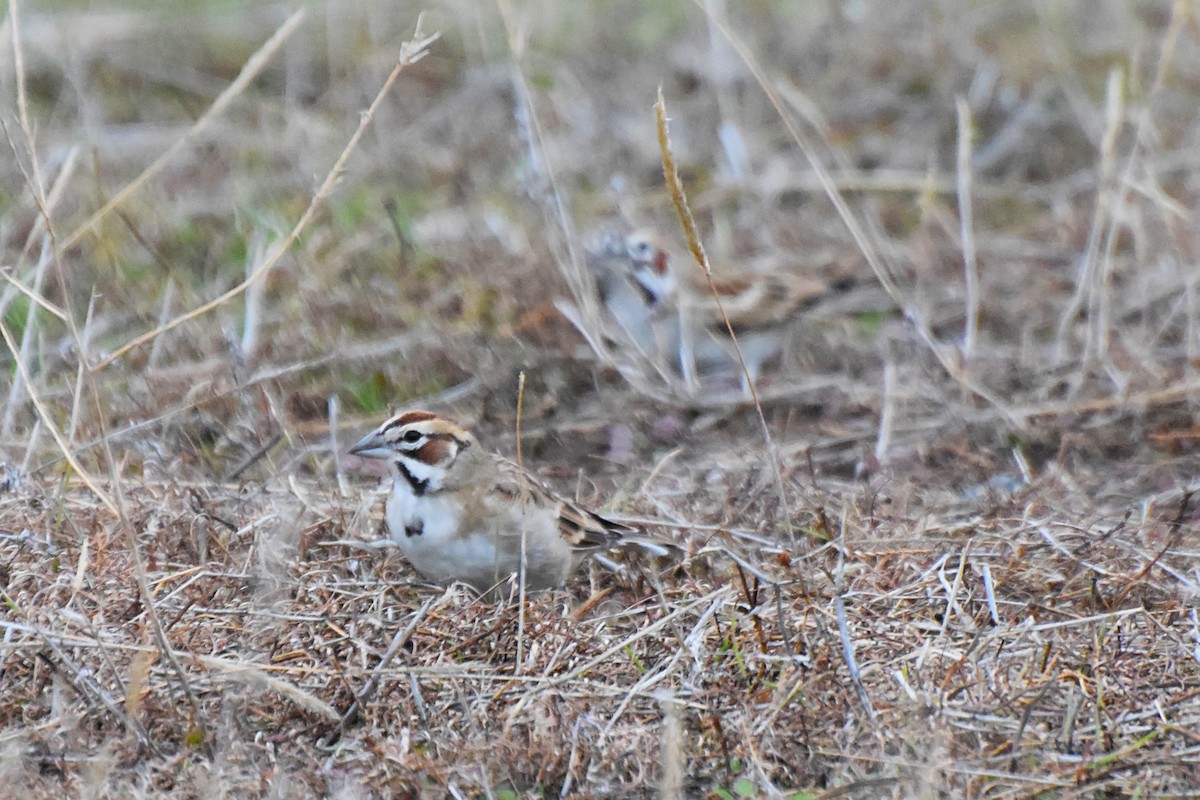 Lark Sparrow - Will Brooks