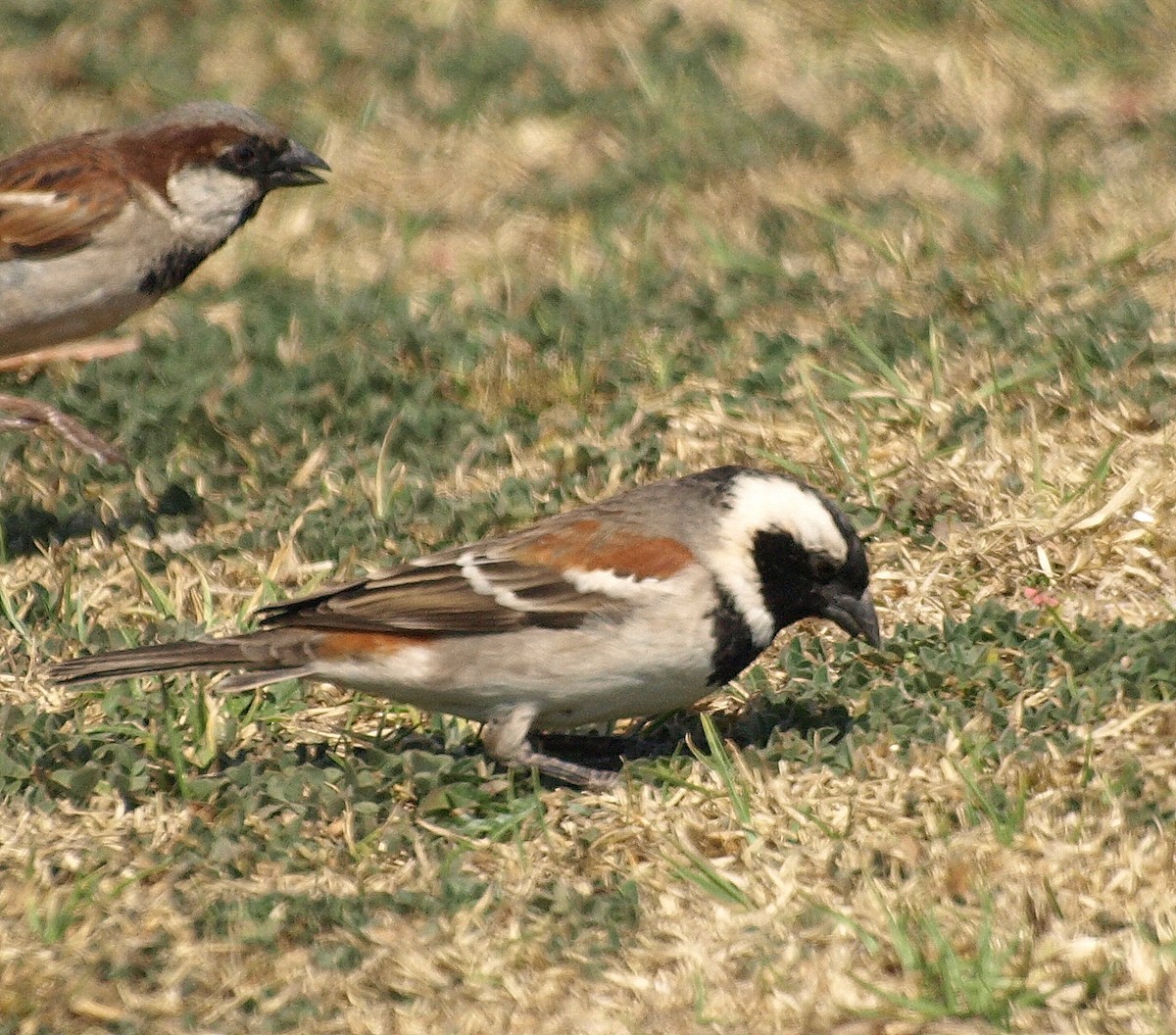 Cape Sparrow - David  Mules