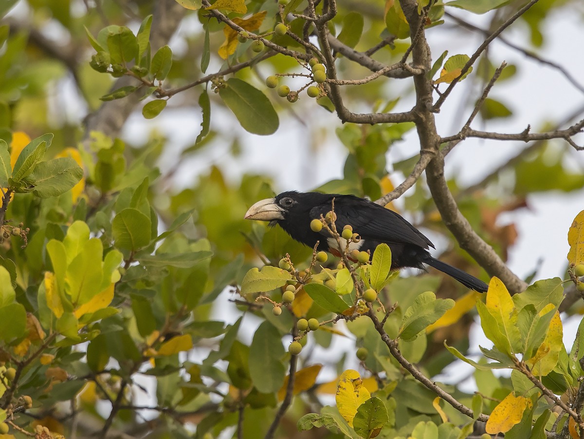 Black-breasted Barbet - Niall D Perrins